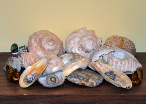 shell & duck collection