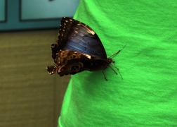 delicate butterfly