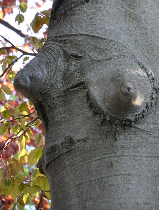 tree breasts